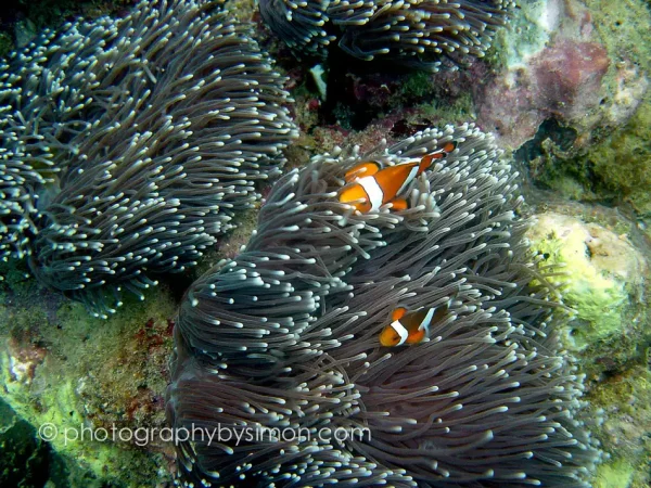 Clown Fish, Thailand