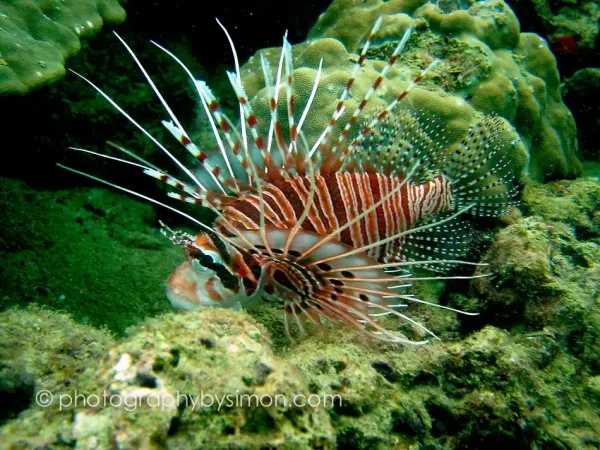 Lion Fish, Thailand