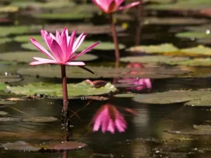 Pink water lilies, Cambodia