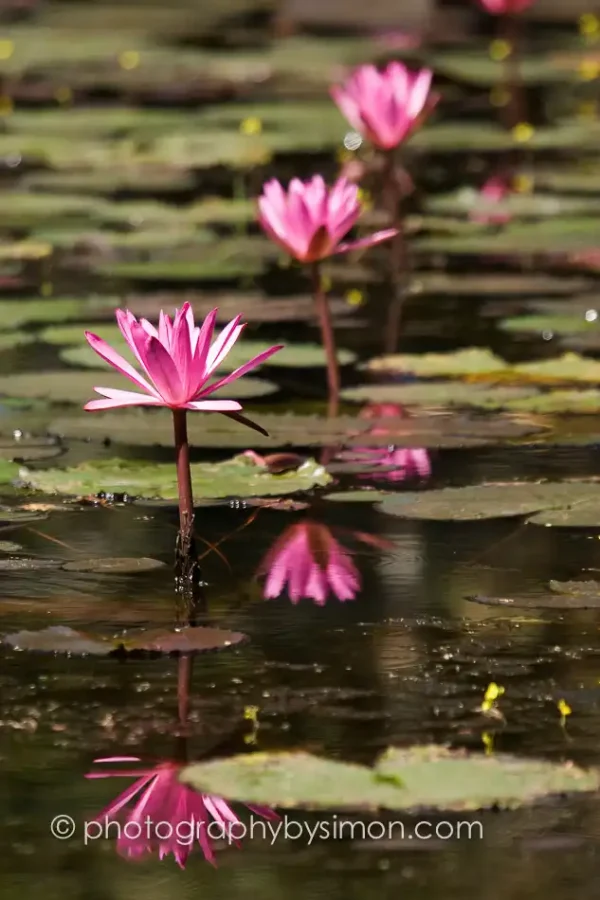 Pink water lilies, Cambodia