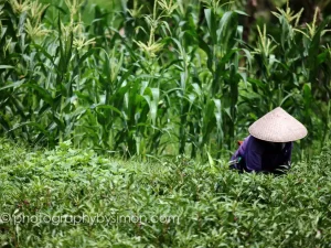 Rice picking in Bali