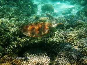 Sea Turtle, Australia