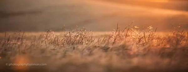 Grass in sunset