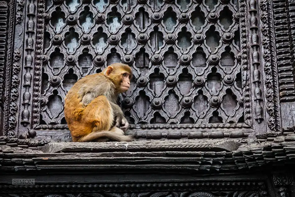 Buy a copy of Temple Monkey, Kathmandu, Nepalprint