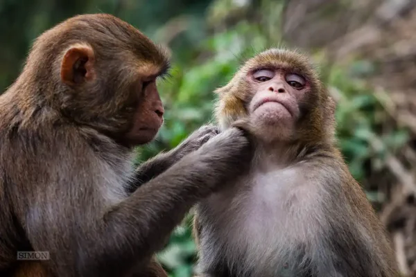 Temple Monkeys, Kathmandu