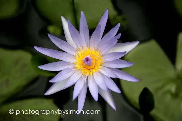 Water Lily