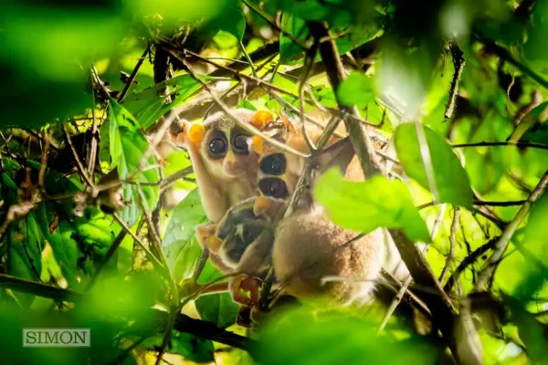 Slow Loris