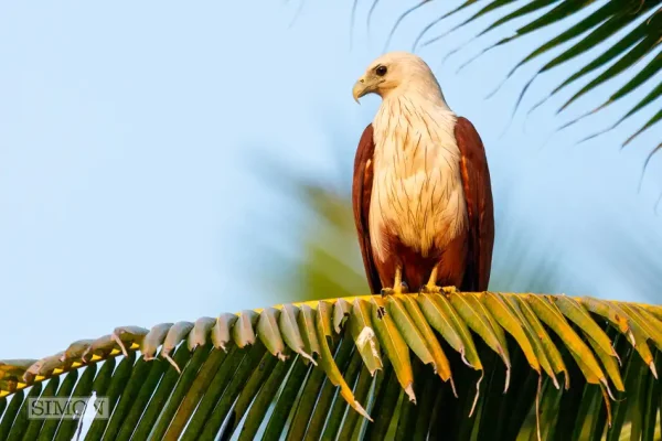 White bellied eagle