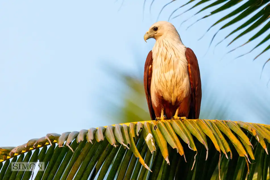 White bellied eagle Exlcusive travel print