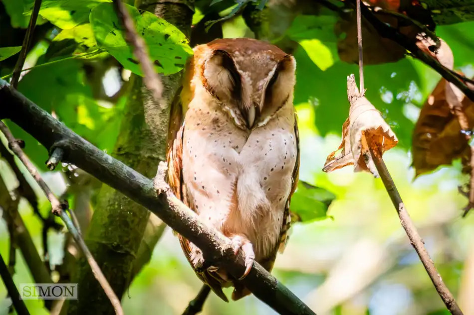 Oriental Bay Owl Exlcusive travel print